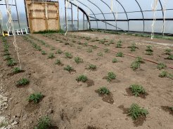 Tomatoes transplanted in hoophouse